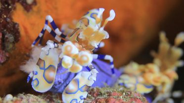 Diving in Similan Islands porcelain crab