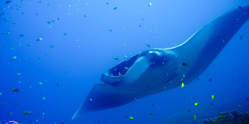 Scuba Diving Phuket Holidays - Similan Islands and manta ray
