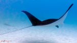 Scuba Diving Phuket Holidays-Manta Ray