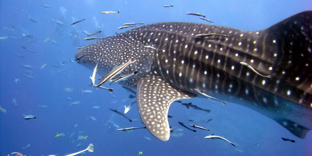 Best Scuba Diving Phuket with All4Diving - The Andaman sea's whale shark