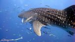 Best Scuba Diving Phuket with All4Diving - The Andaman sea's whale shark