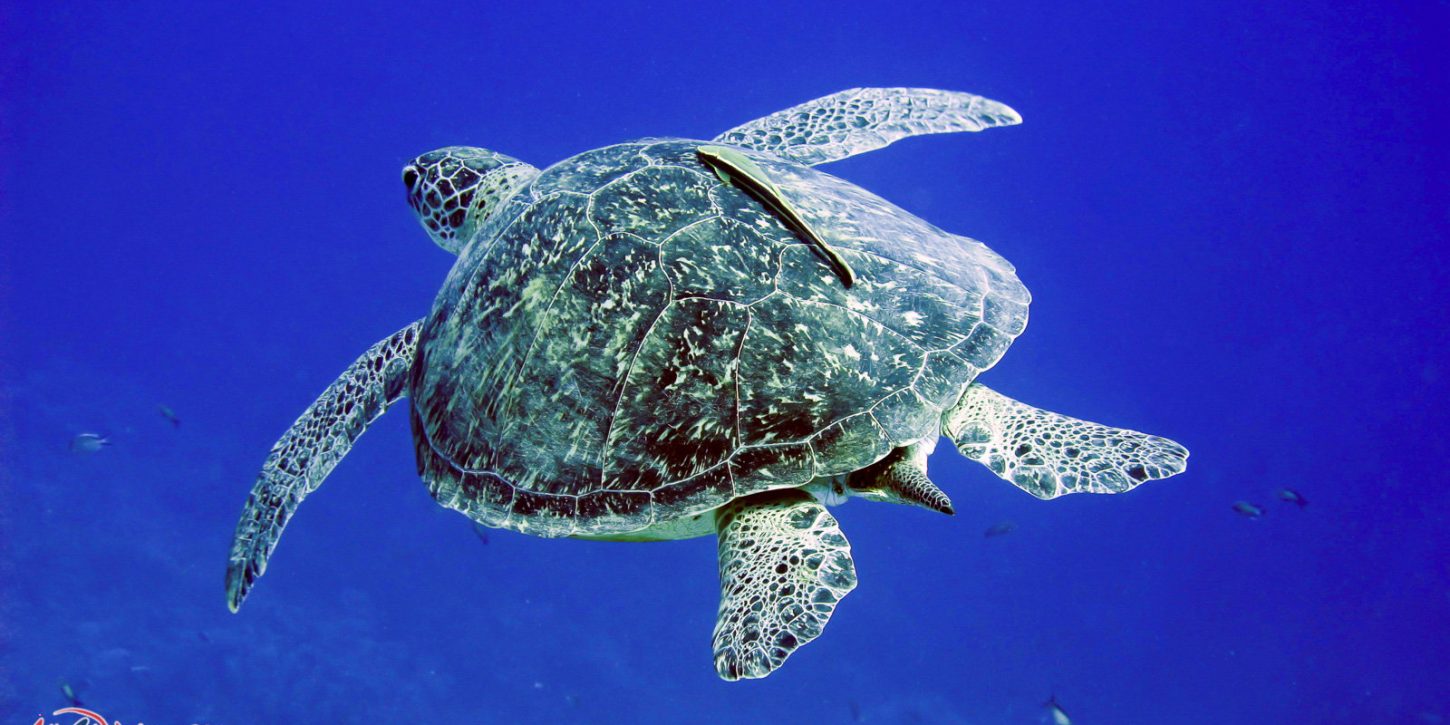 Scuba Diving Phuket - Andaman Sea Thailand - sea turtle