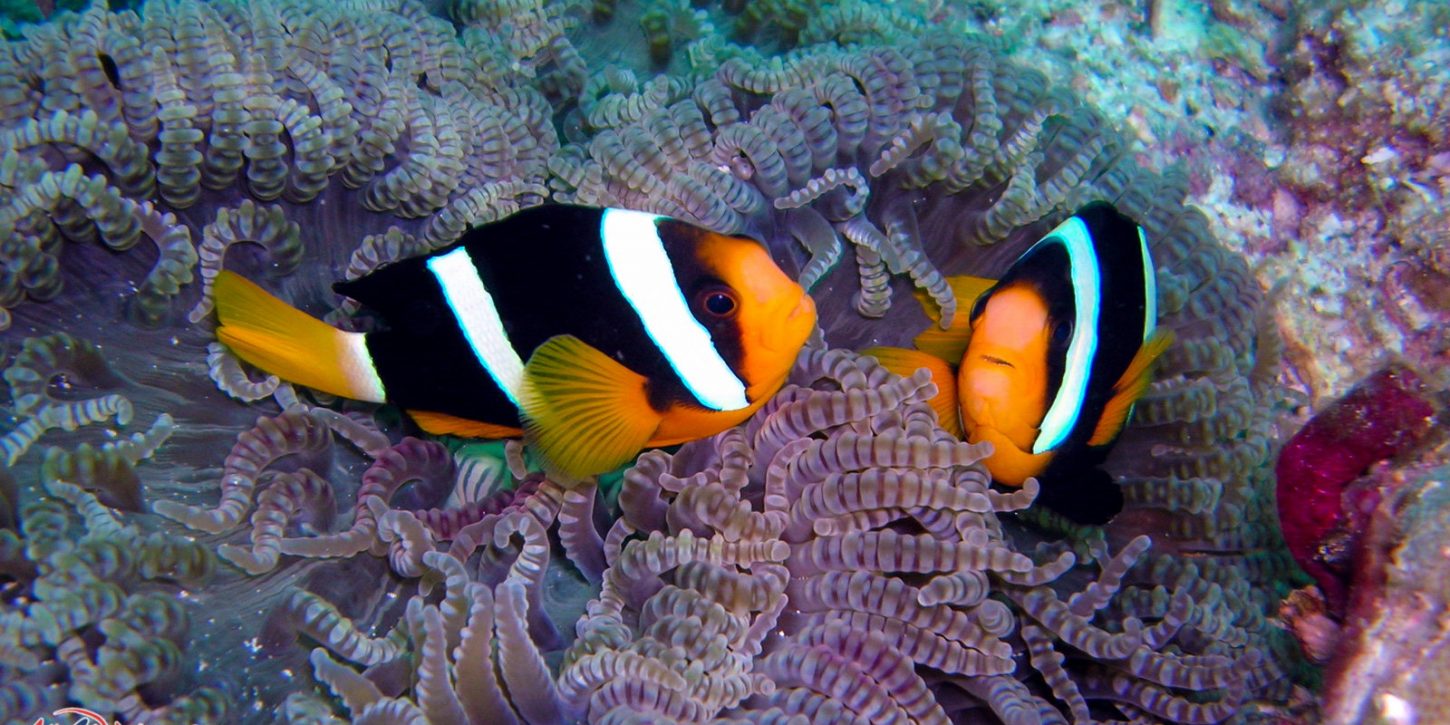 Best Scuba Diving Phuket with All4Diving - clown fiches