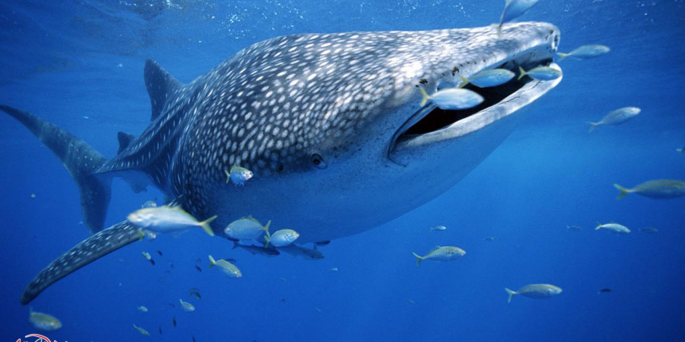 Scuba Diving Phuket - Diving Holidays in Andaman Sea Thailand with whale shark