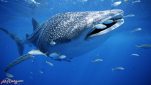 Scuba Diving Phuket - Diving Holidays in Andaman Sea Thailand with whale shark
