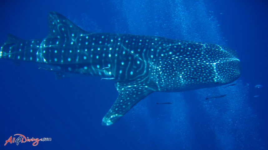 Scuba Diving Specialties - Fish ID Whale Shark