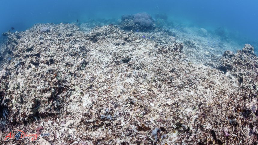 Scuba Divers - Coral reef under risk