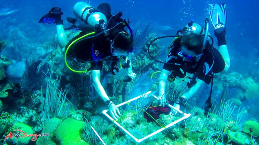 Scuba Divers studying coral reef ecosystem