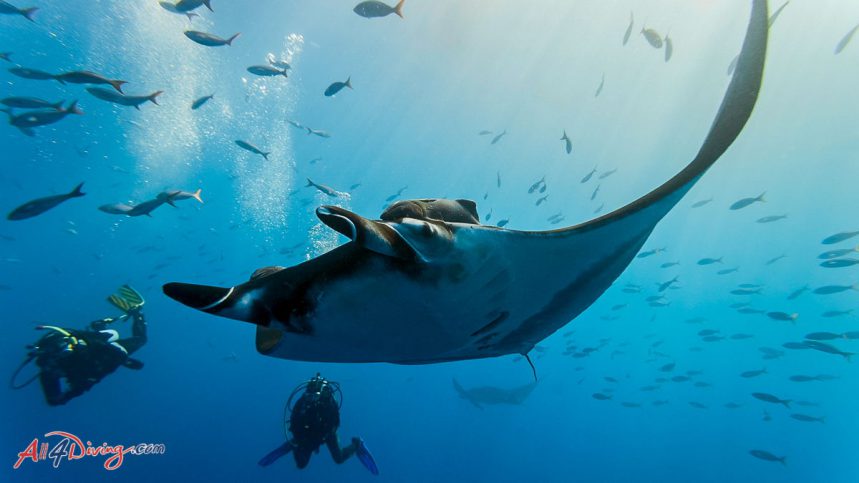 Scuba divers diving with Manta Ray