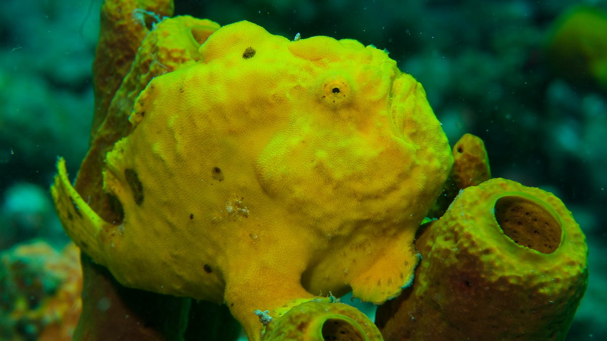 Frogfish underwater photo 03
