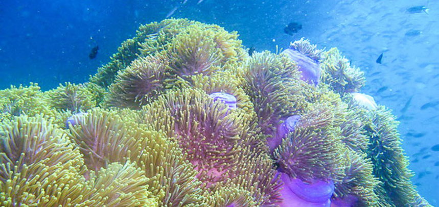 Anemone Reef diving - anemone & fishes