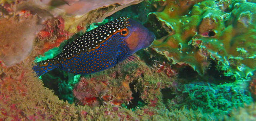 Anemone Reef diving - box fish