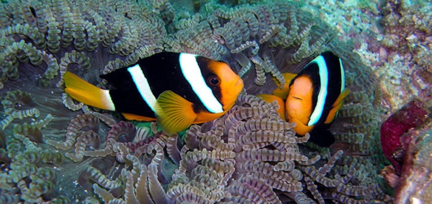 Anemone Reef diving - clown fishes