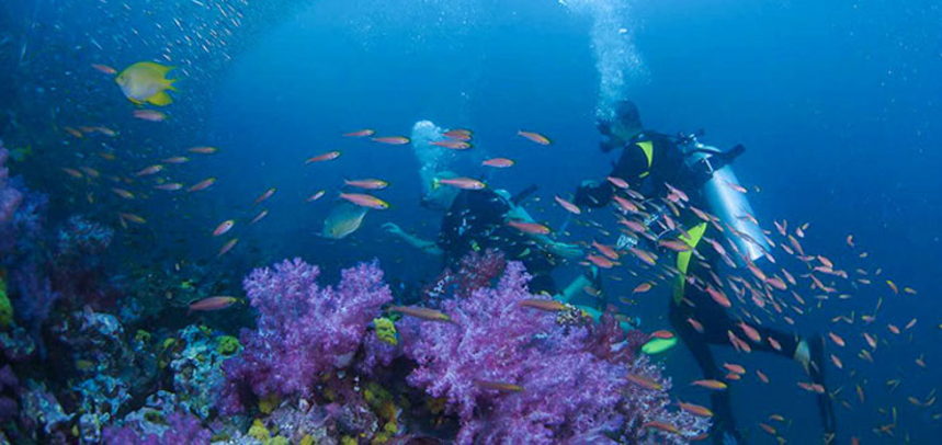 Anemone Reef diving - fun divers