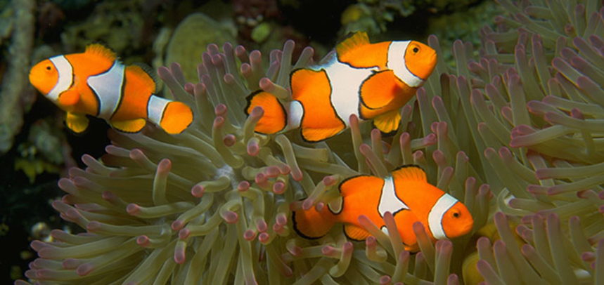 Anemone Reef diving - nemo