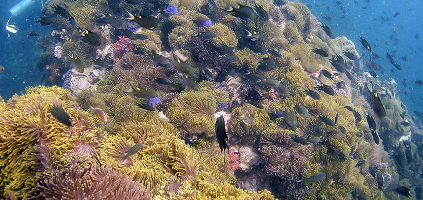 Anemone Reef diving