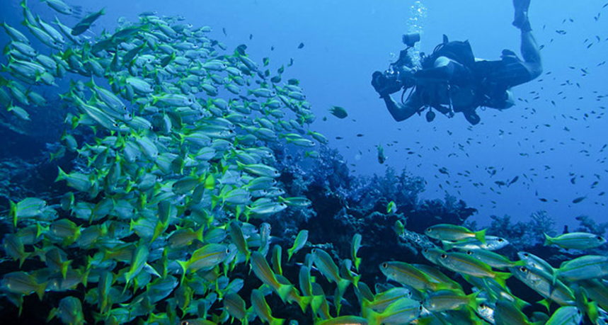 Hin Muang Diving - Schools of Snappers