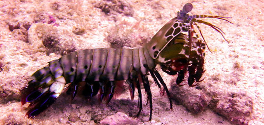 Koh Dok Mai diving - Mantis shrimp