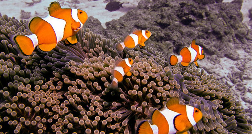 Phi Phi Islands Diving - Ko Bida Nai Clown Fishes