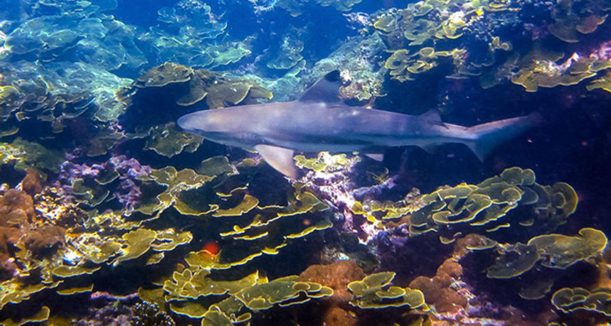 Phi Phi Islands Diving - Ko Bida Nok Black Tip Shark