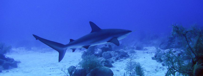 Phi Phi Islands Diving - Reef Shark at Palong Bay