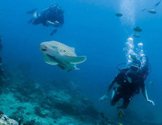 Phuket Dive trips - Shark point and Anemone Reef dive sites touch menu