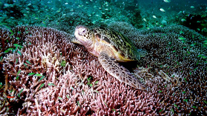Racha Islands Diving - Ko Racha Yai sea turtle