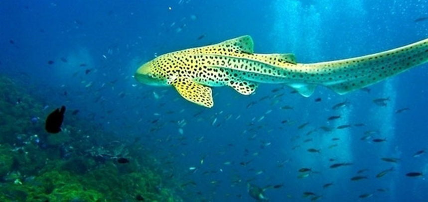 Shark Point diving - leopard shark swimming
