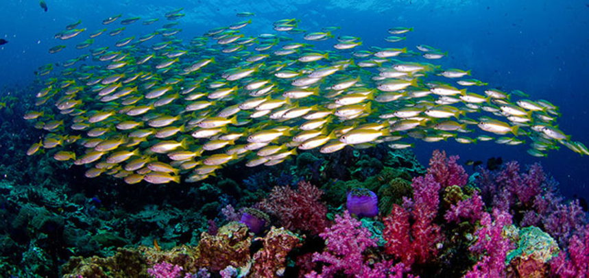 Shark Point diving - school of reef fishes