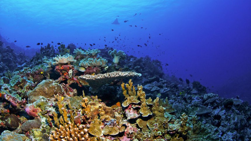 All 4 Diving - The Andaman Sea Best Scuba Diving Holidays