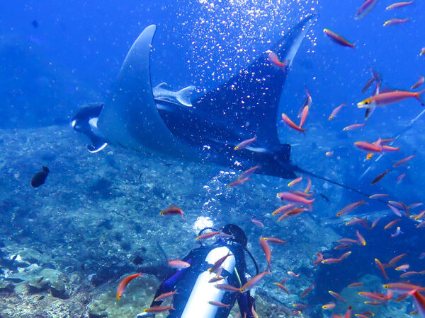 Similan Islands Liveaboard Diving 51