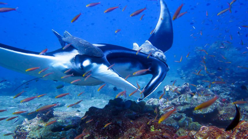 Similan Islands Liveaboard diving - Manta Ray