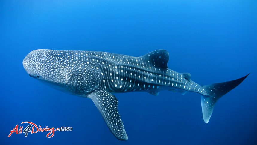 Best Scuba Diving Phuket - Encounter Whale shark at Similan Islands Dive sites