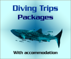 Diving Trips Packages