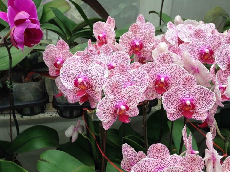 Scuba Diving Phuket Holiday Package - Orchid farm 02