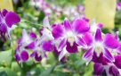 Scuba Diving Phuket Holiday Package - Orchid farm
