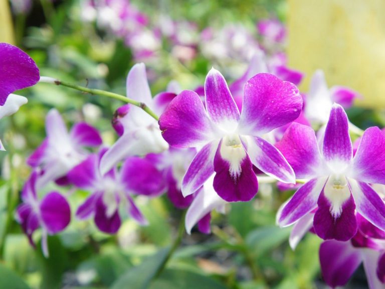 Scuba Diving Phuket Holiday Package - Orchid farm