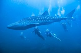 Scuba diving Phuket - Encounter with Whale Shark