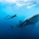 Freediver and Whale Shark in Phuket Thailand