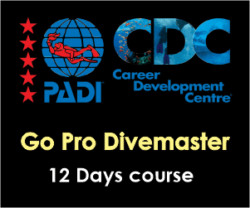 PADI Pro Thailand - Divemaster course 12 days