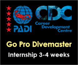 PADI Pro Thailand - Divemaster course with Internship